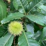 Castanea crenataBlad