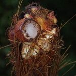 Sclerosperma mannii Frucht