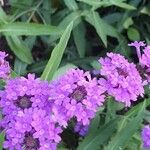 Verbena rigida Floare