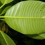 Sapium allenii Leaf