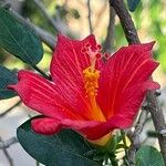 Hibiscus boryanus Лист