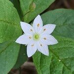 Lysimachia europaea Õis