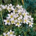Saxifraga hostii Fula
