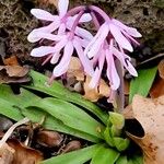 Helonias orientalis Flower