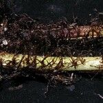 Cyclopeltis semicordata Otro