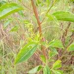 Baccharis punctulata Folha