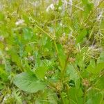 Rumex spinosus Habit