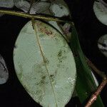 Swartzia guianensis Leaf