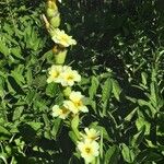 Sisyrinchium striatum Fleur