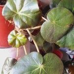 Begonia erythrophylla Yaprak