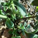 Theligonum cynocrambe Kabuk