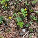 Potentilla canadensis Blad