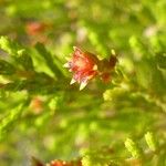 Erica comorensis Leaf