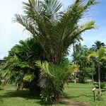 Oenocarpus bataua Leaf