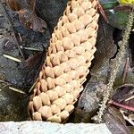 Picea breweriana Fruit