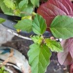 Boerhavia erecta Leaf