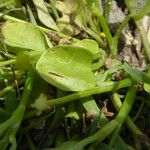 Ranunculus ophioglossifolius Fuelha