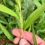 Persicaria punctata Leaf