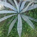 Agave tequilana Habitatea