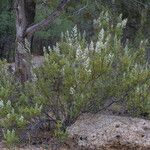 Chamaebatiaria millefolium Habit