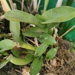 Epidendrum ciliare Leaf