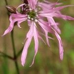 Silene flos-cuculiFlor