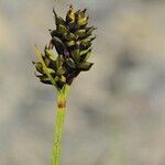 Carex norvegica Φρούτο