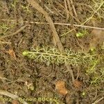 Utricularia minor Іншае