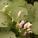 Aconitum variegatum फूल