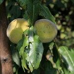 Prunus × hybrida