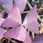 Oxalis triangularis Blatt