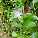 Vinca difformisFlower