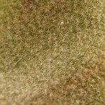Platycerium elephantotis Other