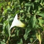Distimake aegyptius फूल