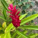 Alpinia purpurata Floro