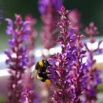 Salvia sylvestris फूल