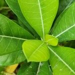 Adenium obesum Leaf