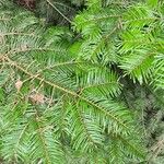 Abies grandis Leaf