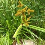 Cyperus alopecuroides Liść