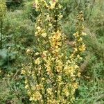 Verbascum nigrum花