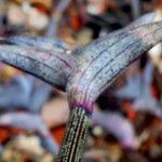 Callisia navicularis 葉