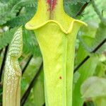 Sarracenia flava Libunga