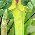 Sarracenia flava Hábitos