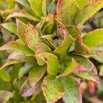 Vaccinium cylindraceum Hoja