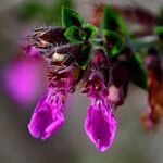 Teucrium chamaedrys Žiedas