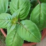 Fuchsia hybrida Hoja