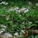 Chimaphila umbellata Staniste