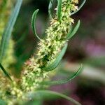 Rumex maritimus Ostatní