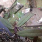 Rhipidoglossum rutilum Leaf