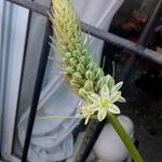 Albuca bracteata Λουλούδι